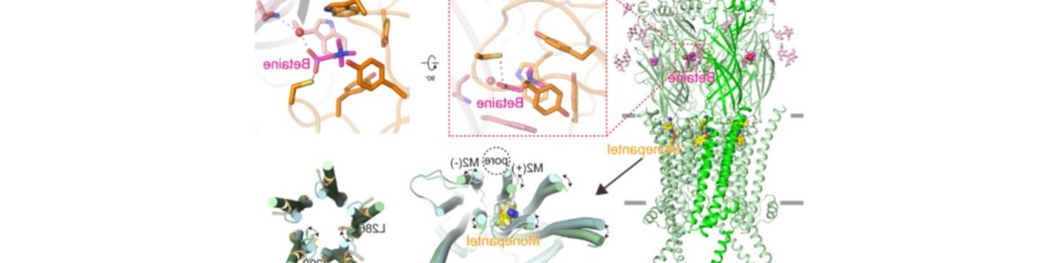 EMBO Journal | 陈庆锋实验室揭示杀线虫药物monepantel和betaine作用于线虫ACR-23通道的分子机制